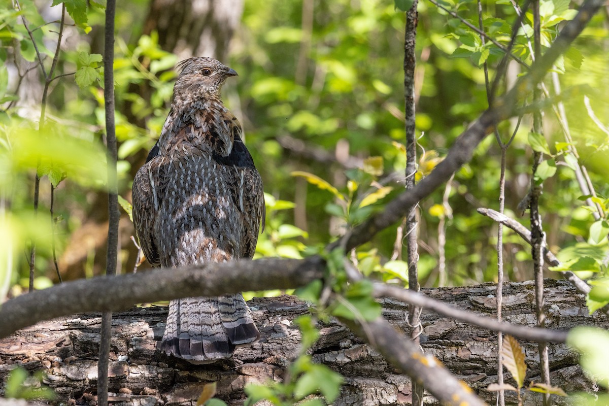 Ruffed Grouse - ML637709515