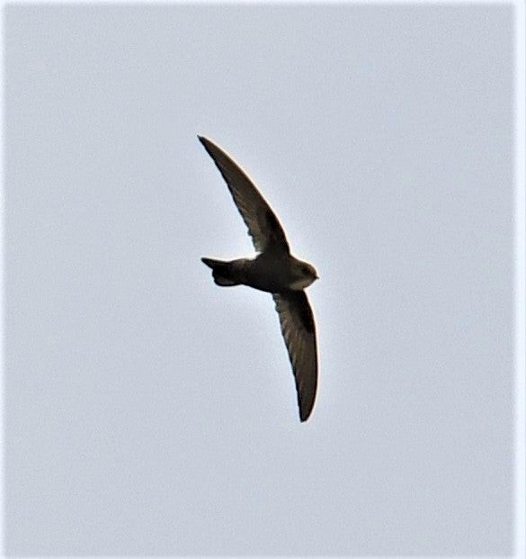 House Swift - ML637709516