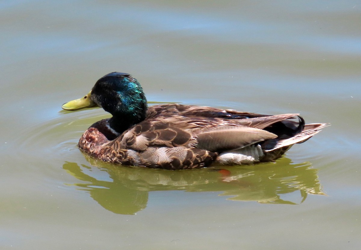 Mallard/Mottled Duck - ML637709517
