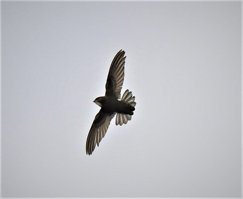 House Swift - ML637709521