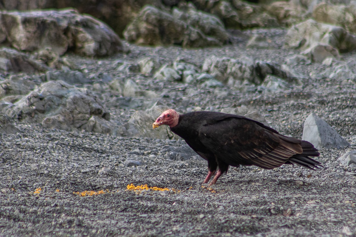 Turkey Vulture (South Temperate) - ML637709532