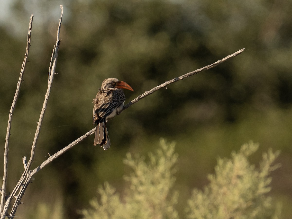 Bradfield's Hornbill - ML637709549