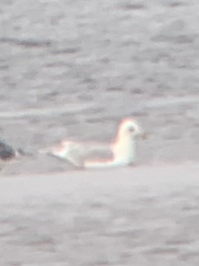 Iceland Gull - ML637709561