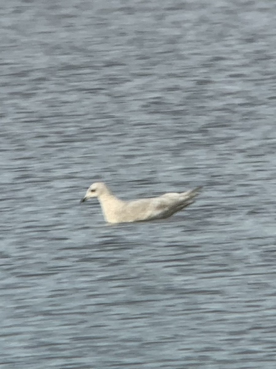 Iceland Gull - ML637709562