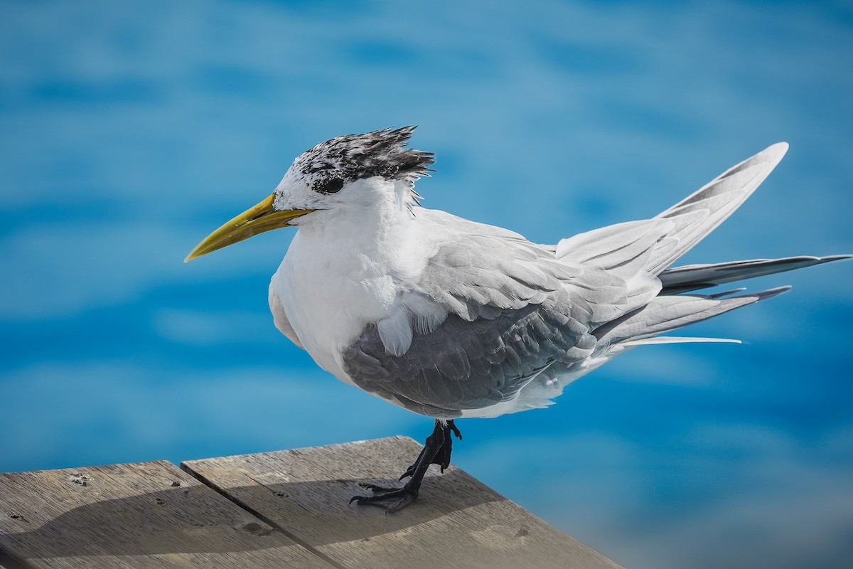 Great Crested Tern - ML637709588