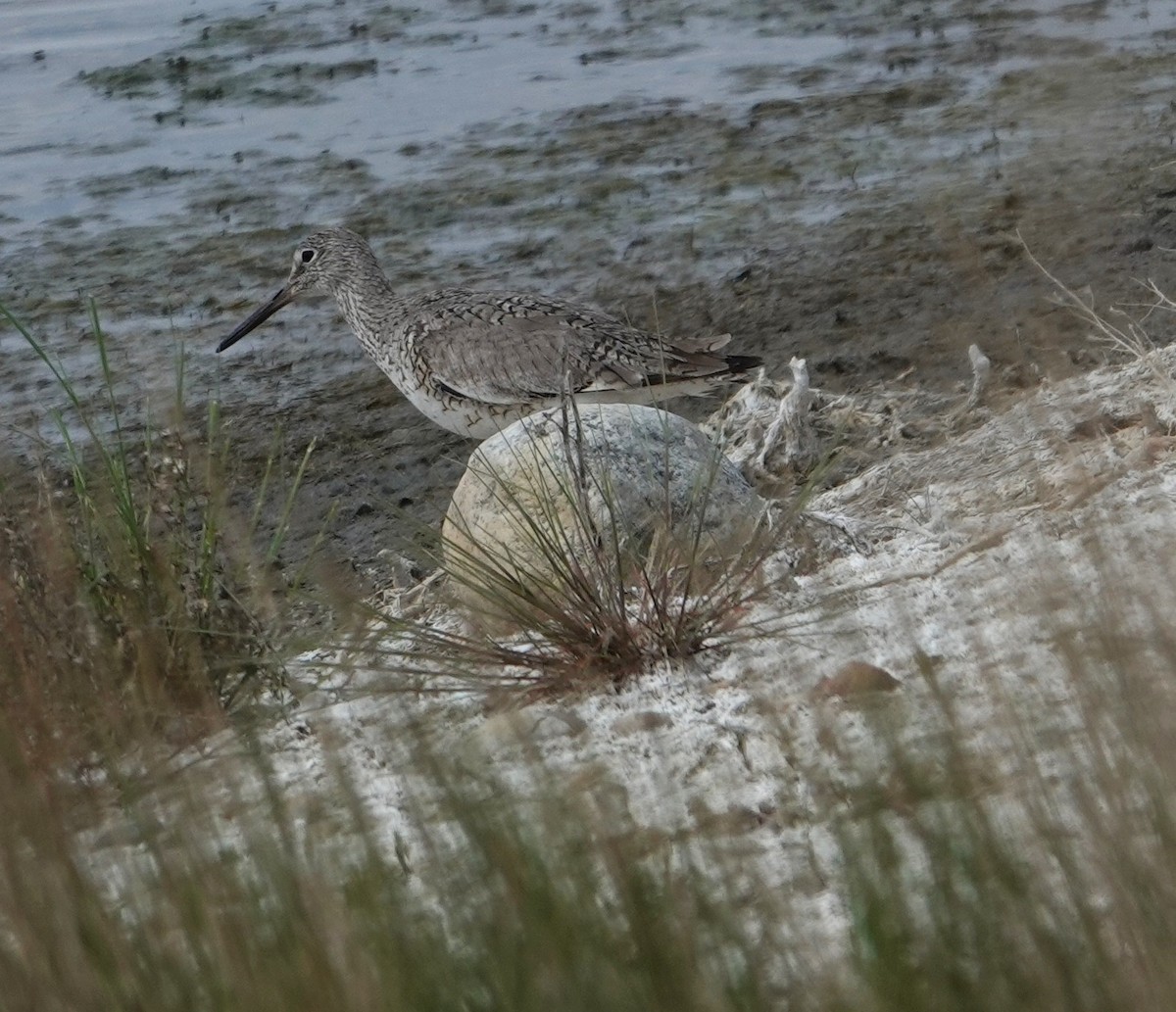 Willet - ML637709613
