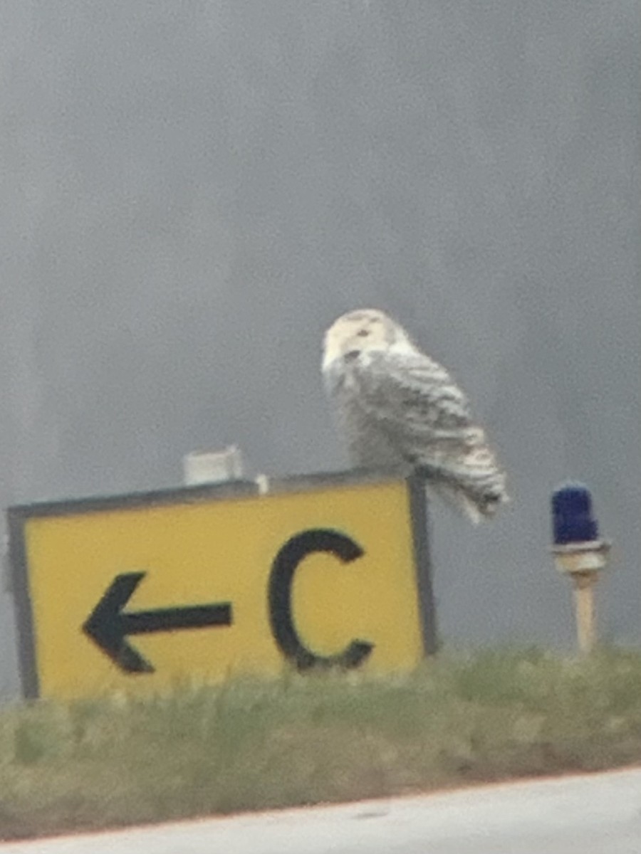 Snowy Owl - ML637709647