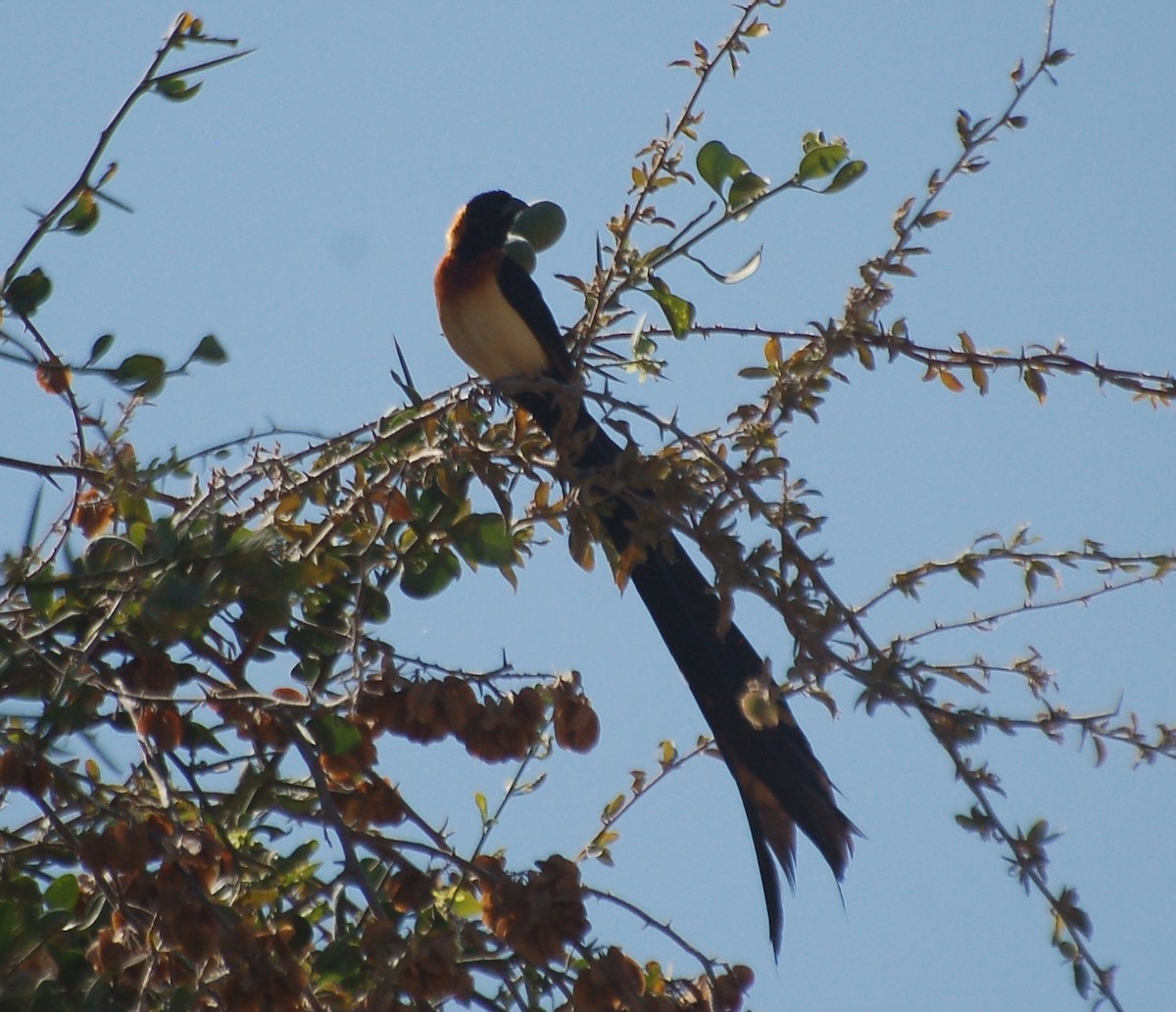 Sahel Paradise-Whydah - ML637709648