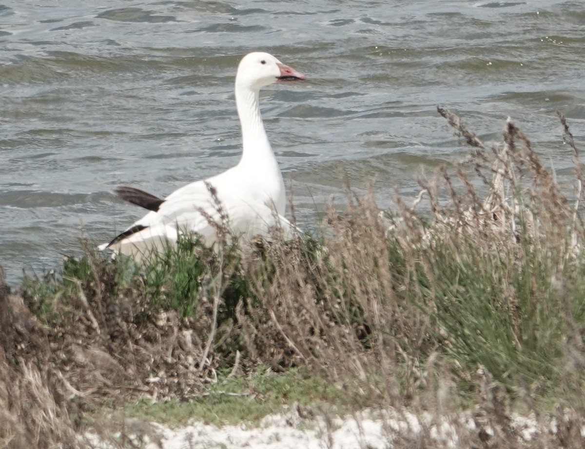Snow Goose - ML637709660