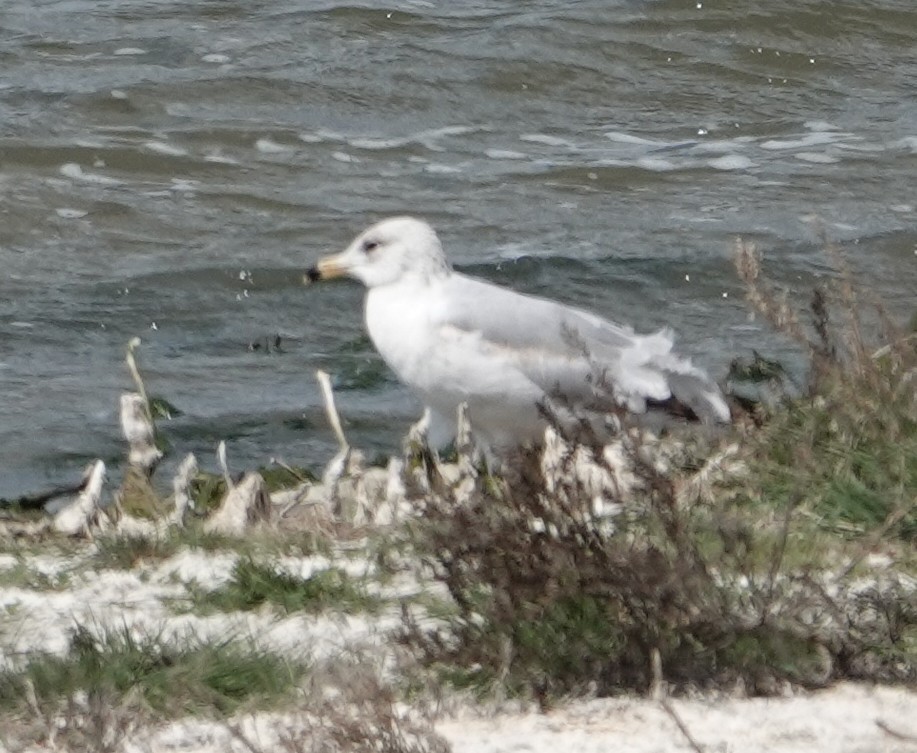 Ring-billed Gull - ML637709671