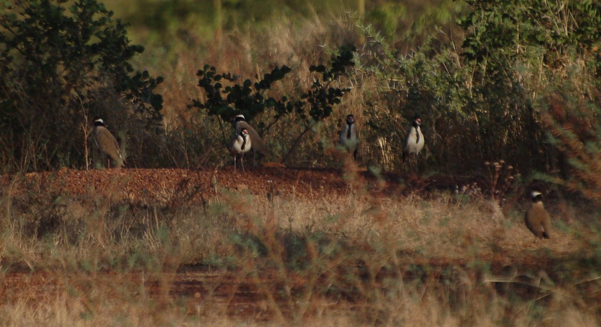 Black-headed Lapwing - ML637709680