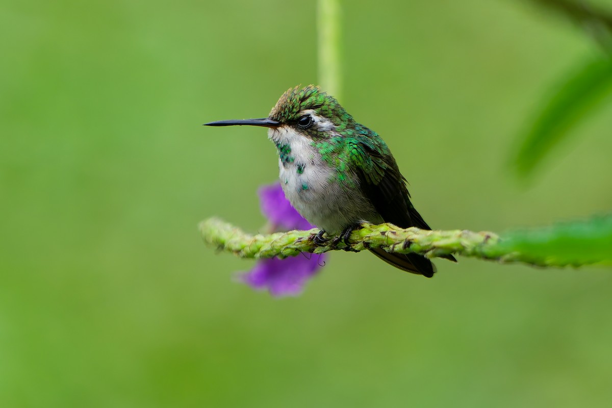 Canivet's Emerald - ML637709685