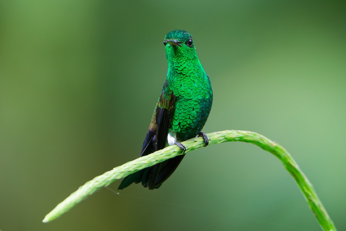 Blue-vented Hummingbird - ML637709689
