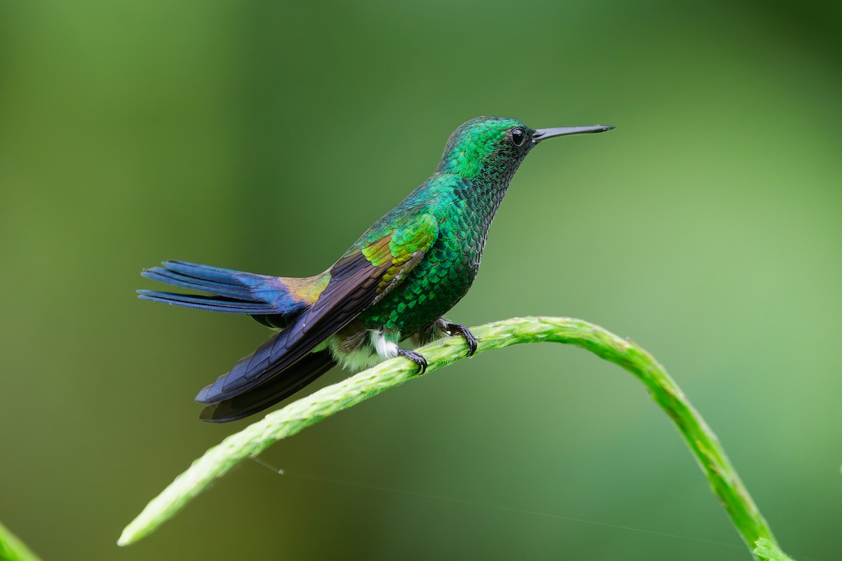 Blue-vented Hummingbird - ML637709690