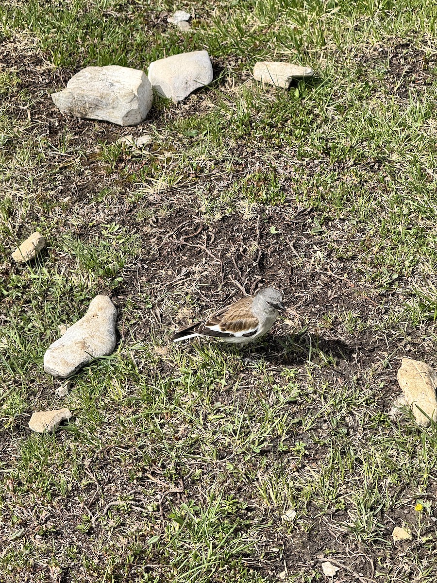 White-winged Snowfinch - ML637709707