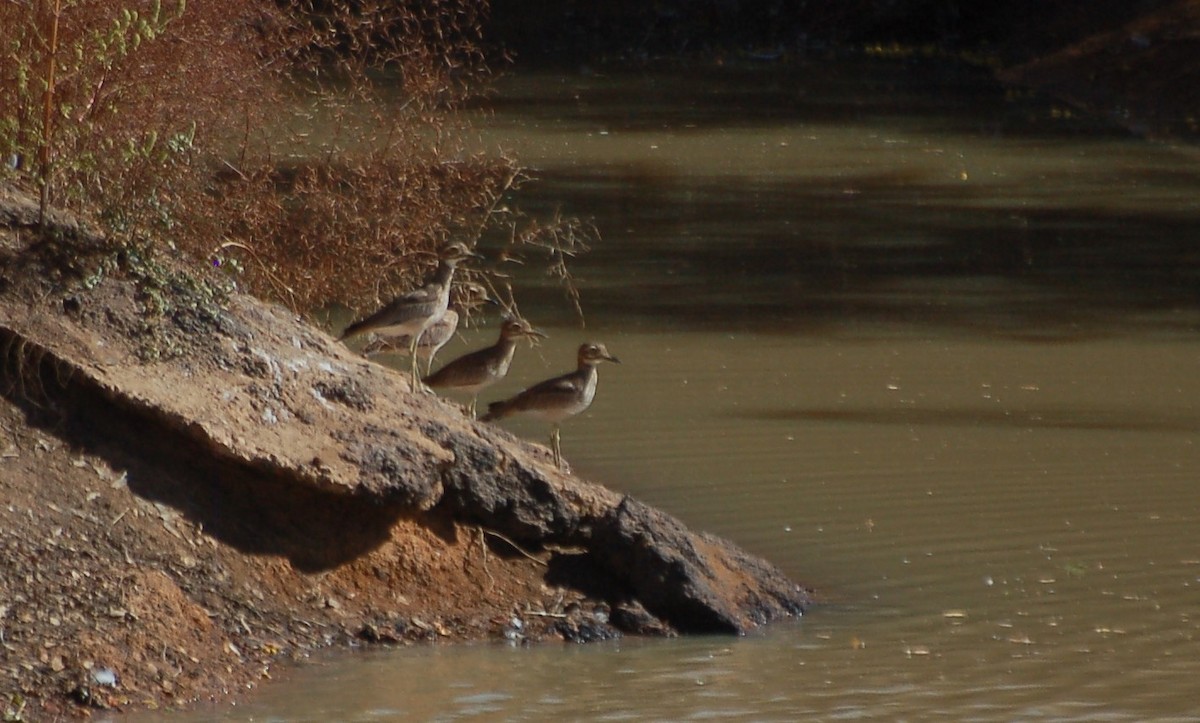 Senegal Thick-knee - ML637709714