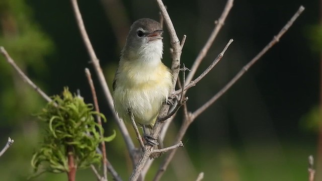 Vireo de Bell - ML637709716