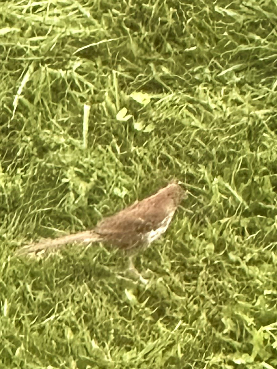 Brown Thrasher - ML637709728