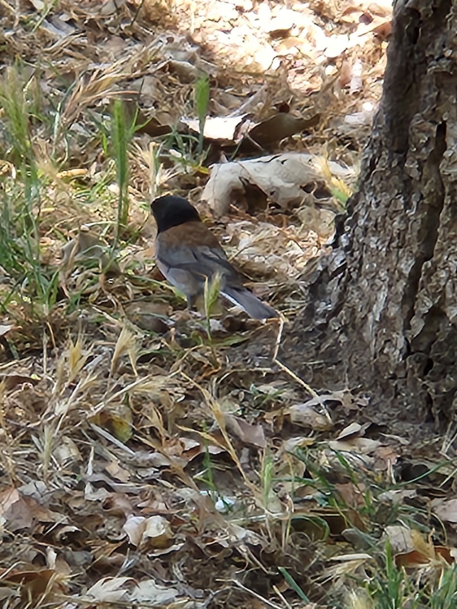Junco Ojioscuro - ML637709729
