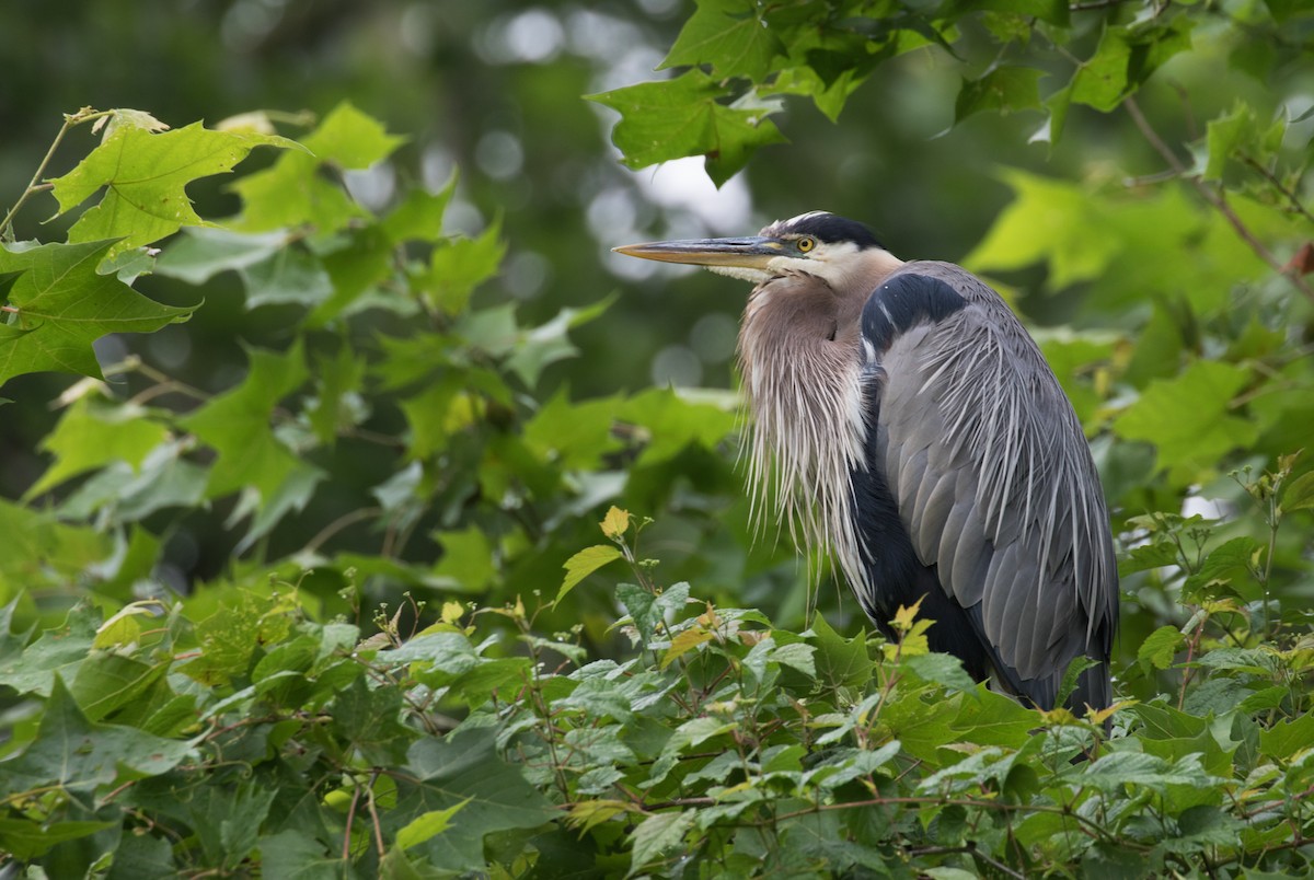 Garza Azulada (grupo herodias) - ML637709737