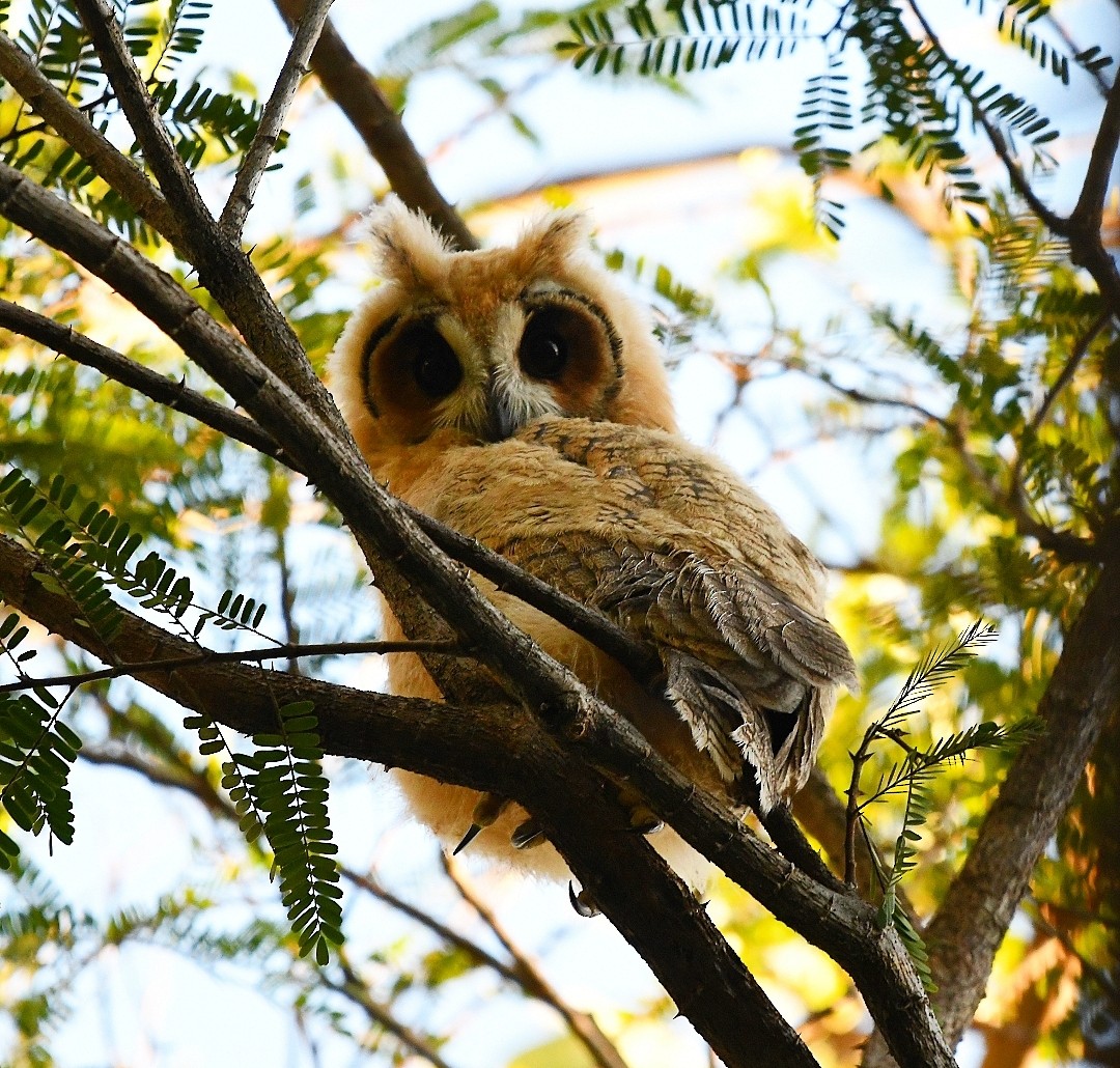 Striped Owl - ML637709744