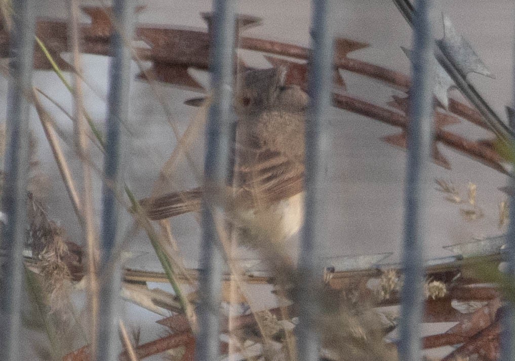 Western/Eastern Subalpine Warbler - ML637709750