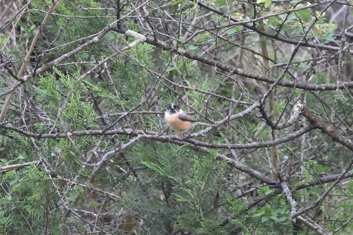 Black-browed Tit (Black-browed) - ML637709762