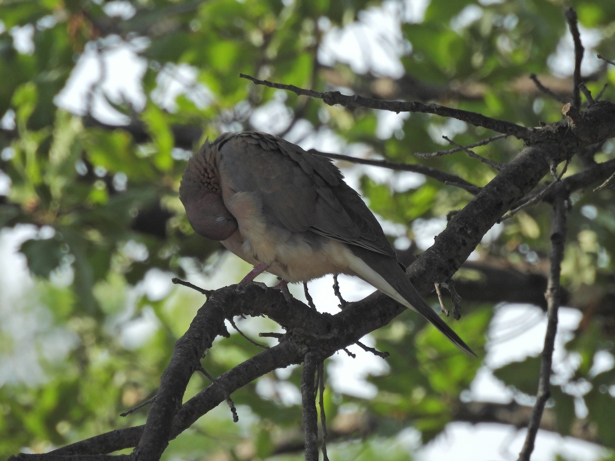 Tórtola Senegalesa - ML637709763