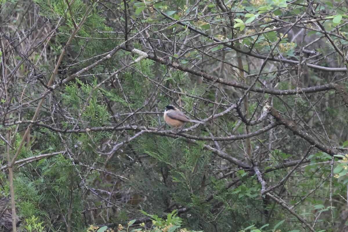 Black-browed Tit (Black-browed) - ML637709764