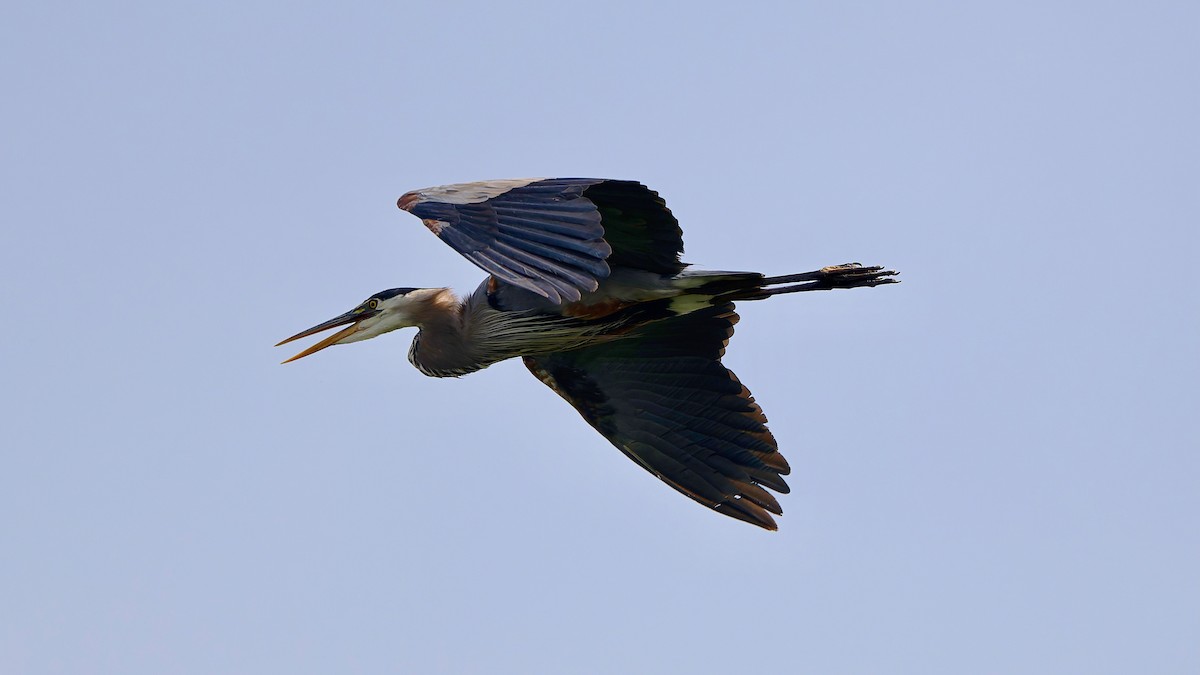 Garza Azulada - ML637709766
