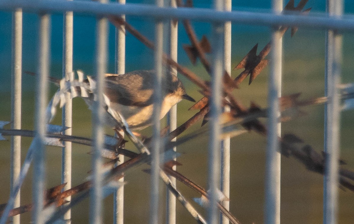 Western/Eastern Subalpine Warbler - ML637709767