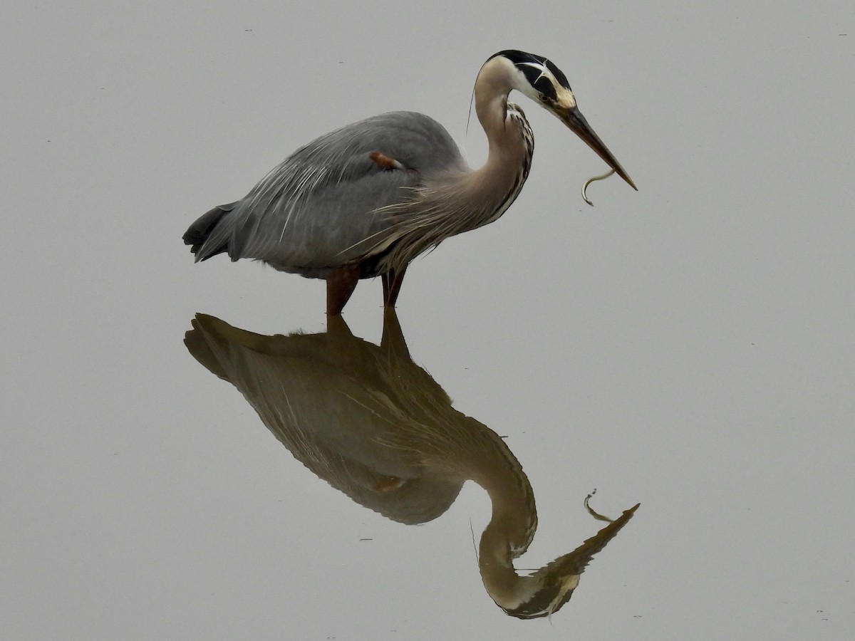 Garza Azulada - ML637709773