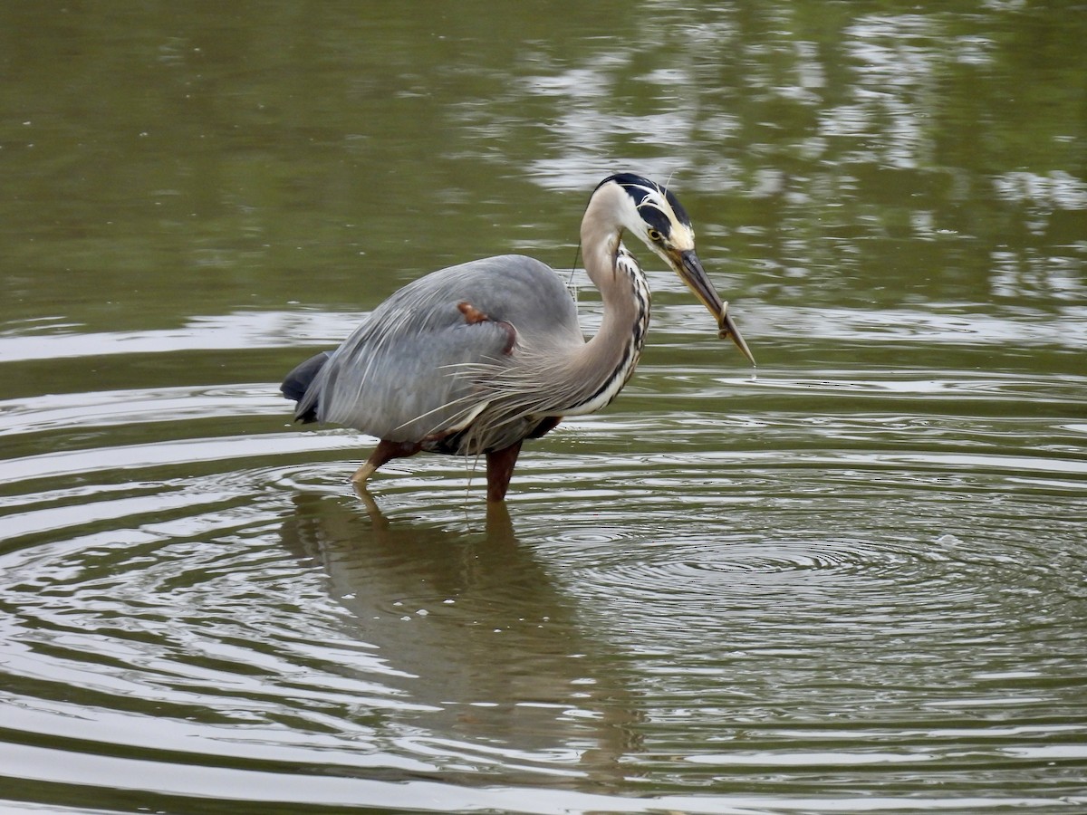 Garza Azulada - ML637709779