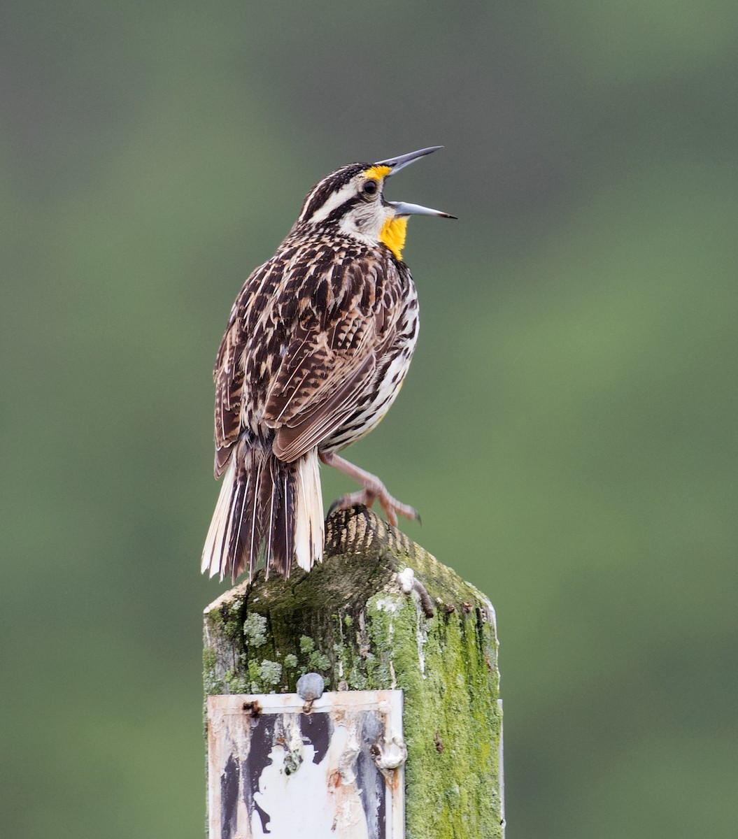 Eastern Meadowlark - ML637709783