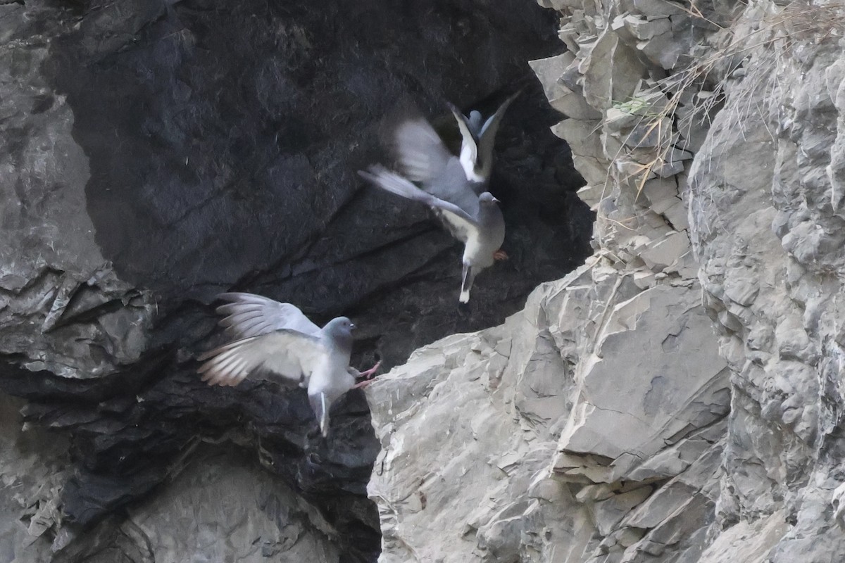 Hill Pigeon - ML637709790