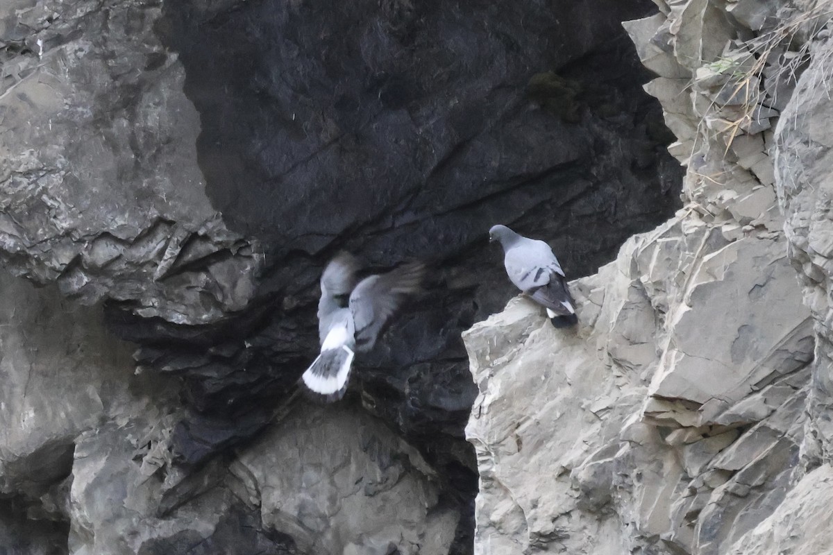 Hill Pigeon - ML637709791