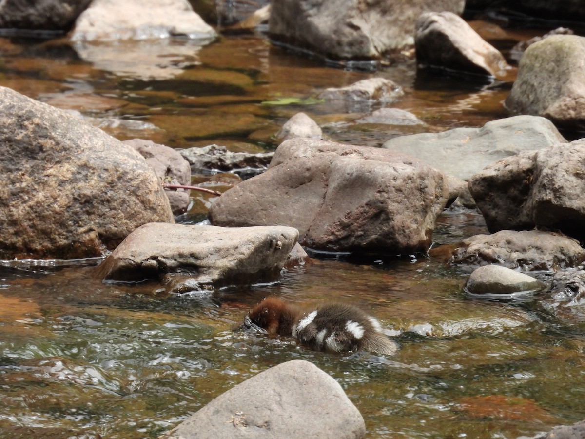 Common/Red-breasted Merganser - ML637709801