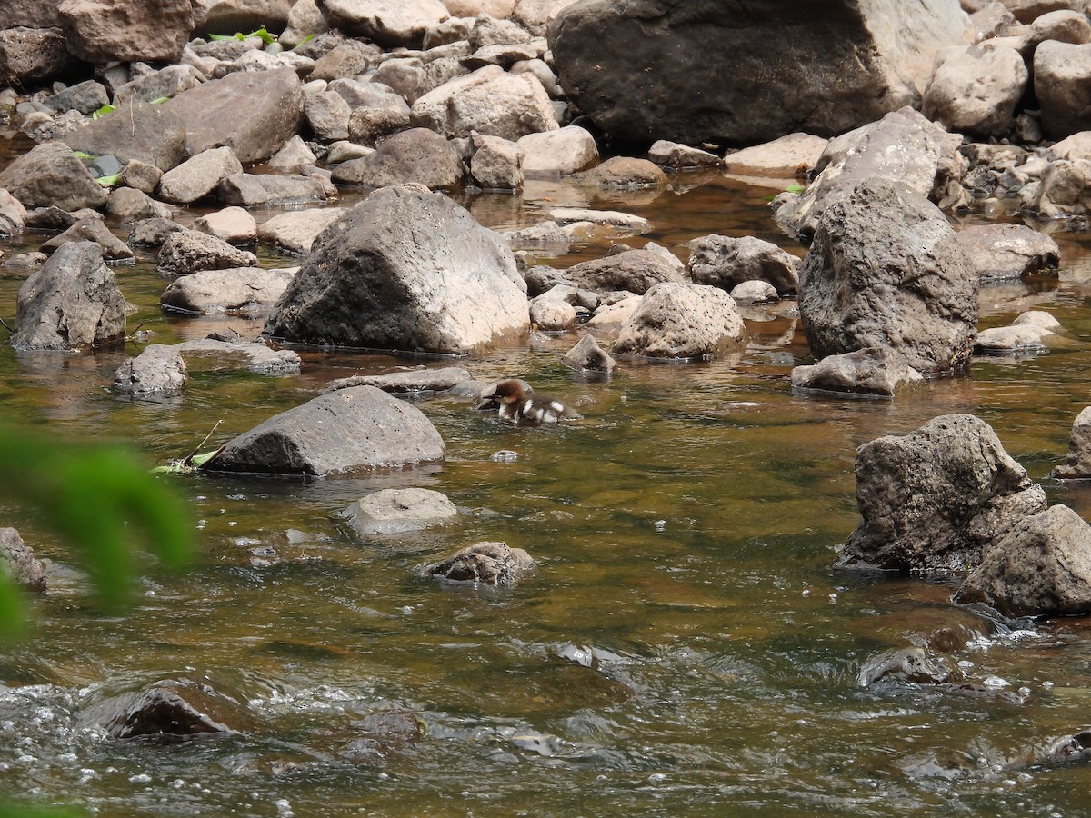 Common/Red-breasted Merganser - ML637709802