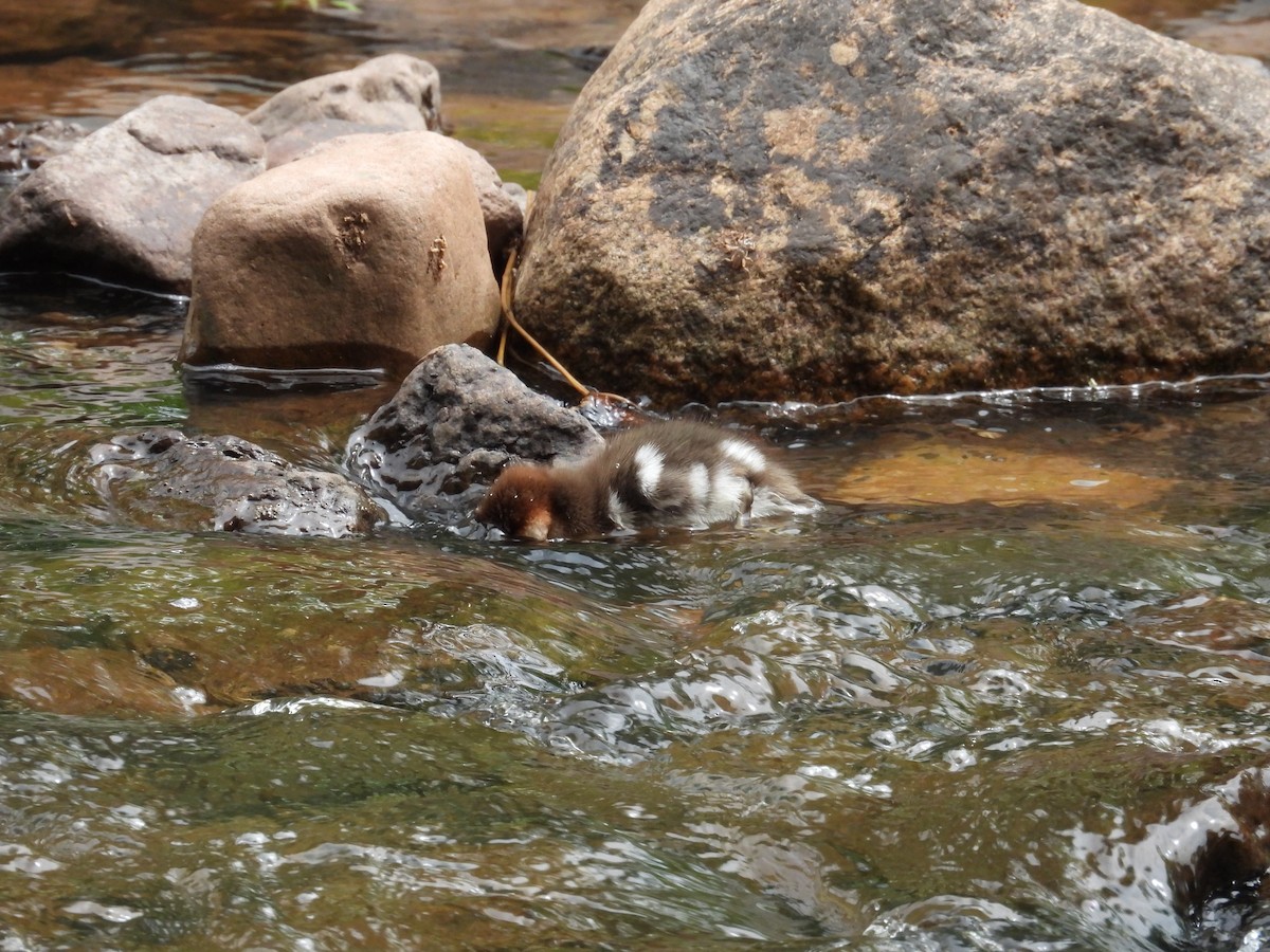 Common/Red-breasted Merganser - ML637709803