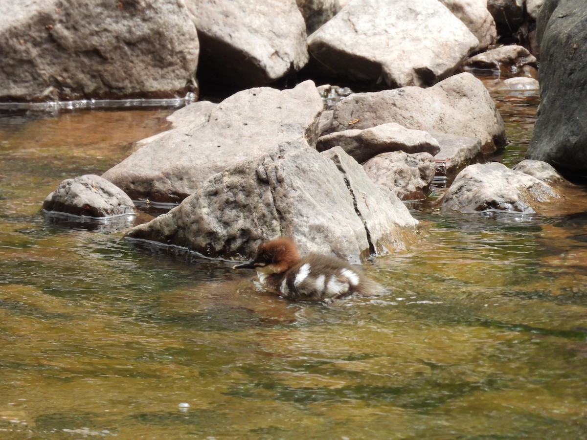 Common/Red-breasted Merganser - ML637709805
