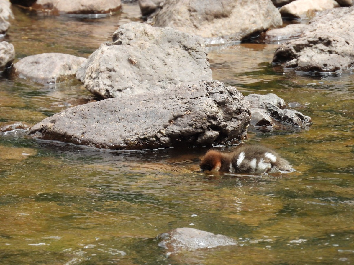 Common/Red-breasted Merganser - ML637709806