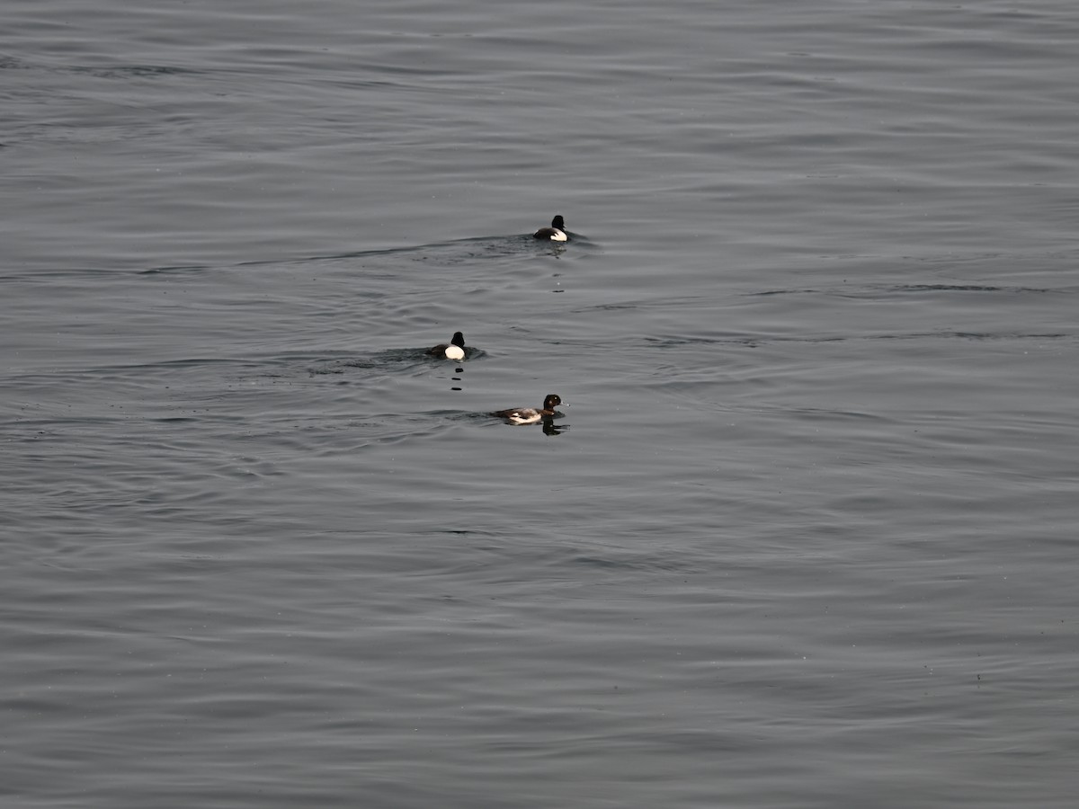 Greater Scaup - ML637709813