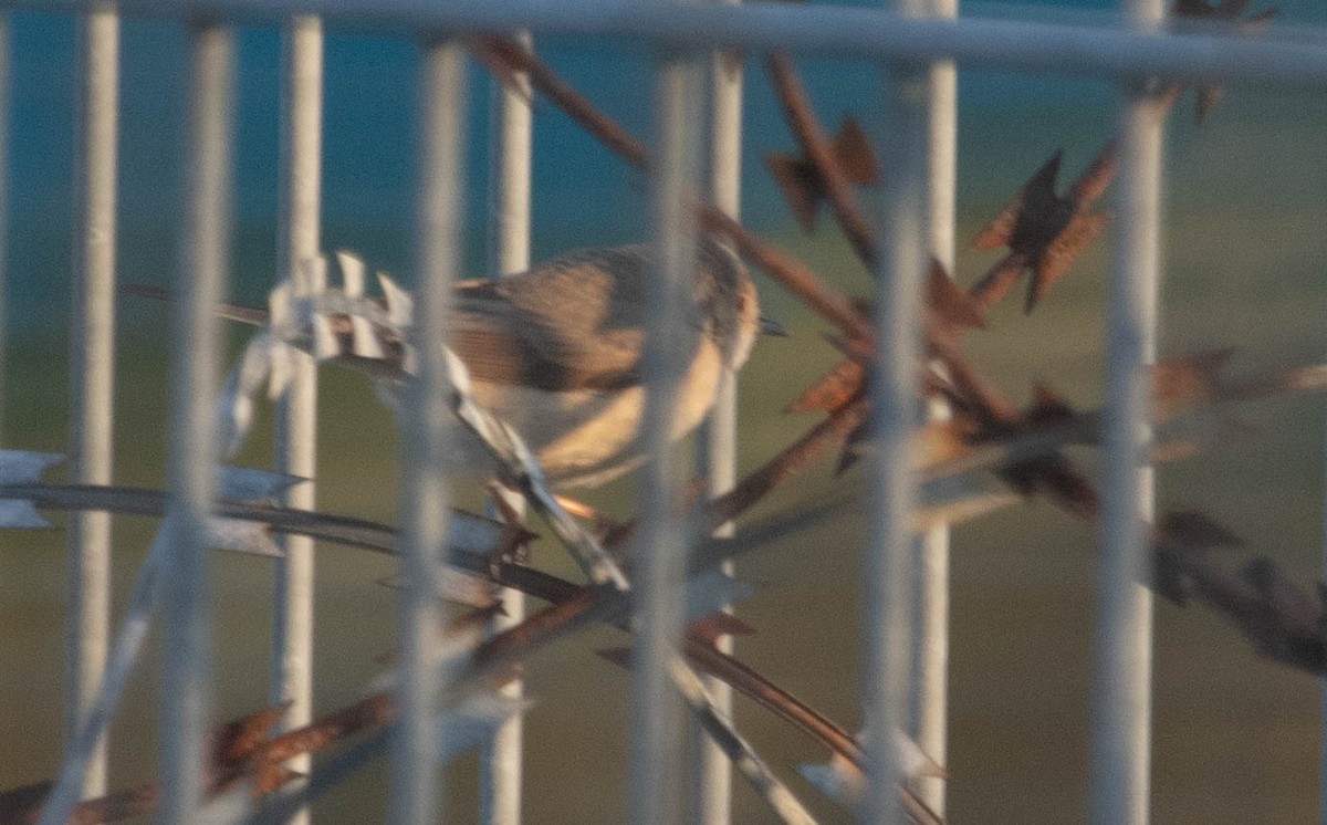 Western/Eastern Subalpine Warbler - ML637709816