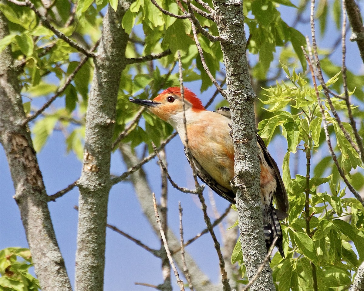 Red-bellied Woodpecker - ML637709837