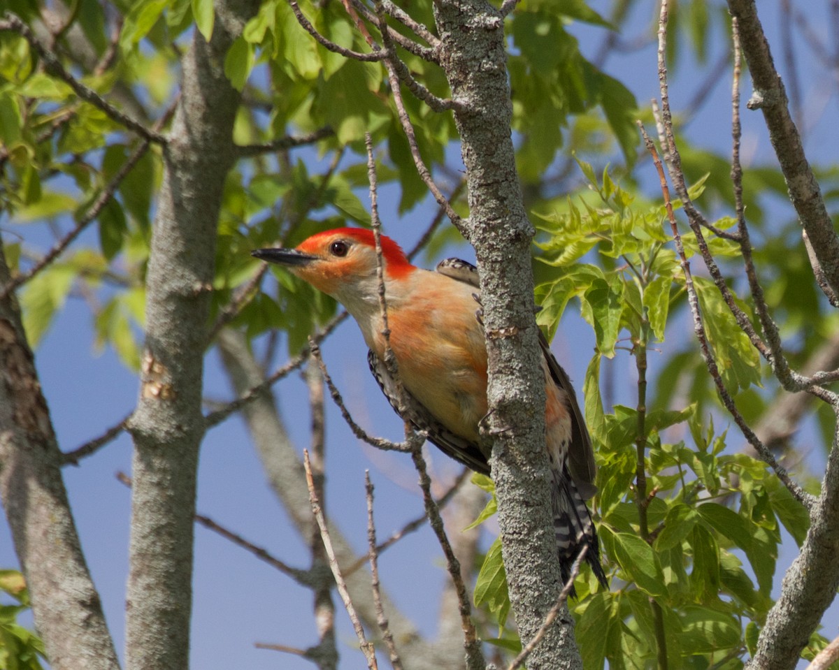 Red-bellied Woodpecker - ML637709838