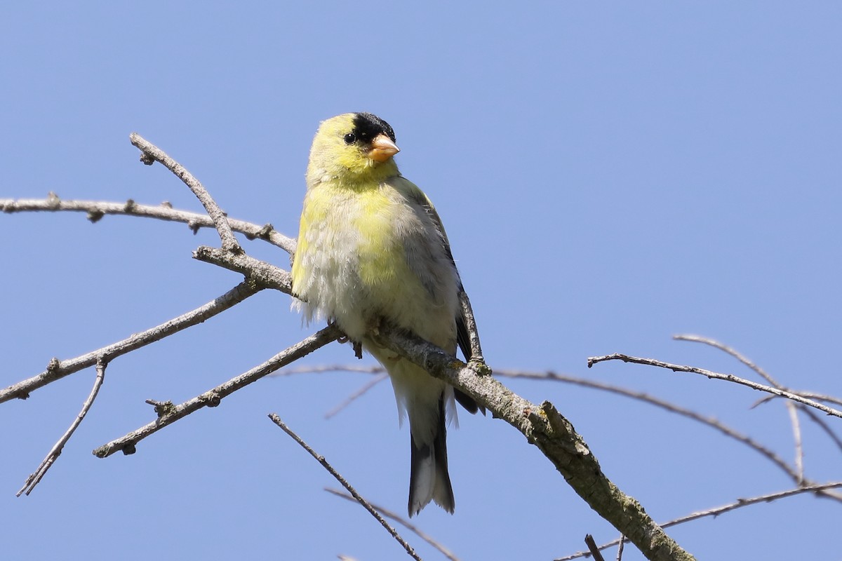American Goldfinch - ML637709839
