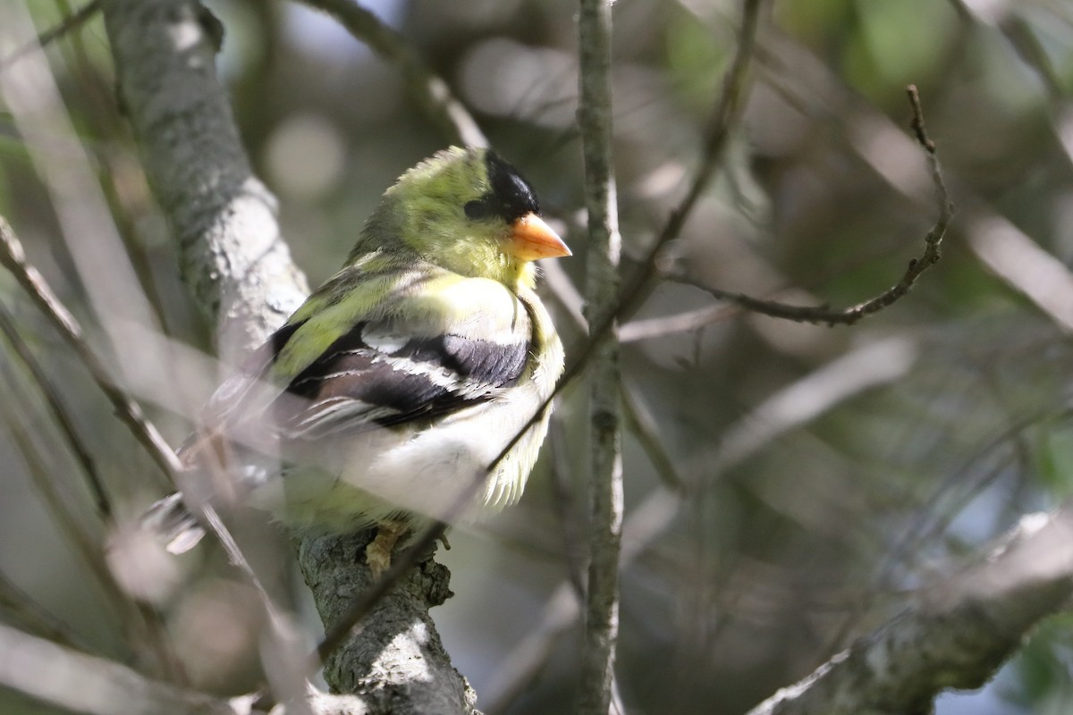 American Goldfinch - ML637709840
