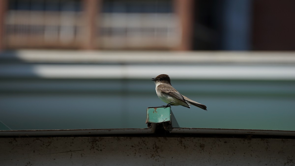 Eastern Phoebe - ML637709841