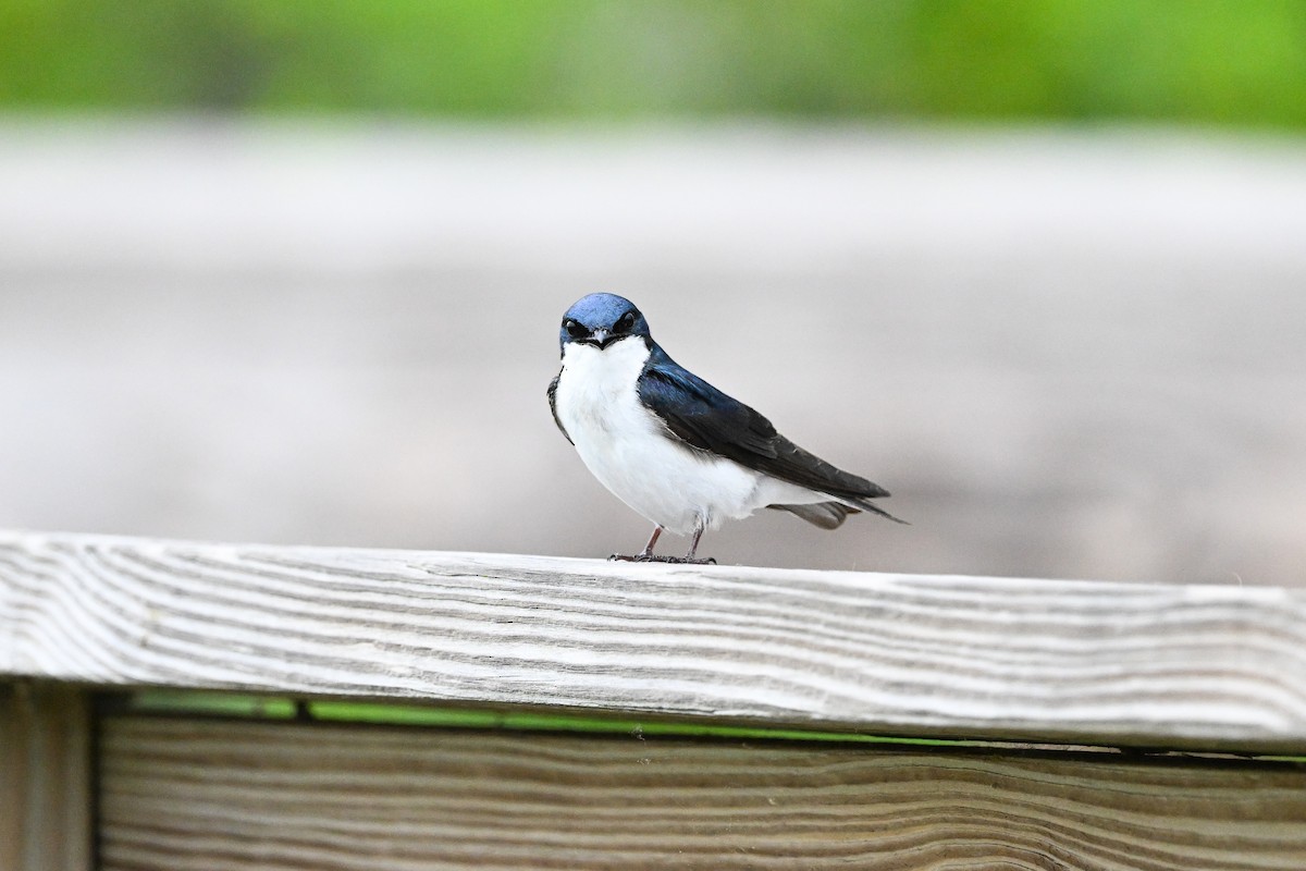 Tree Swallow - ML637709847