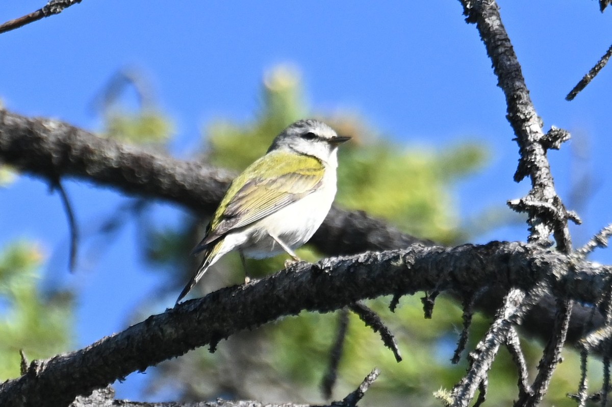 Tennessee Warbler - ML637709852